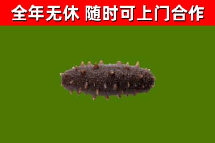 黑河烟酒回收干海参.jpg